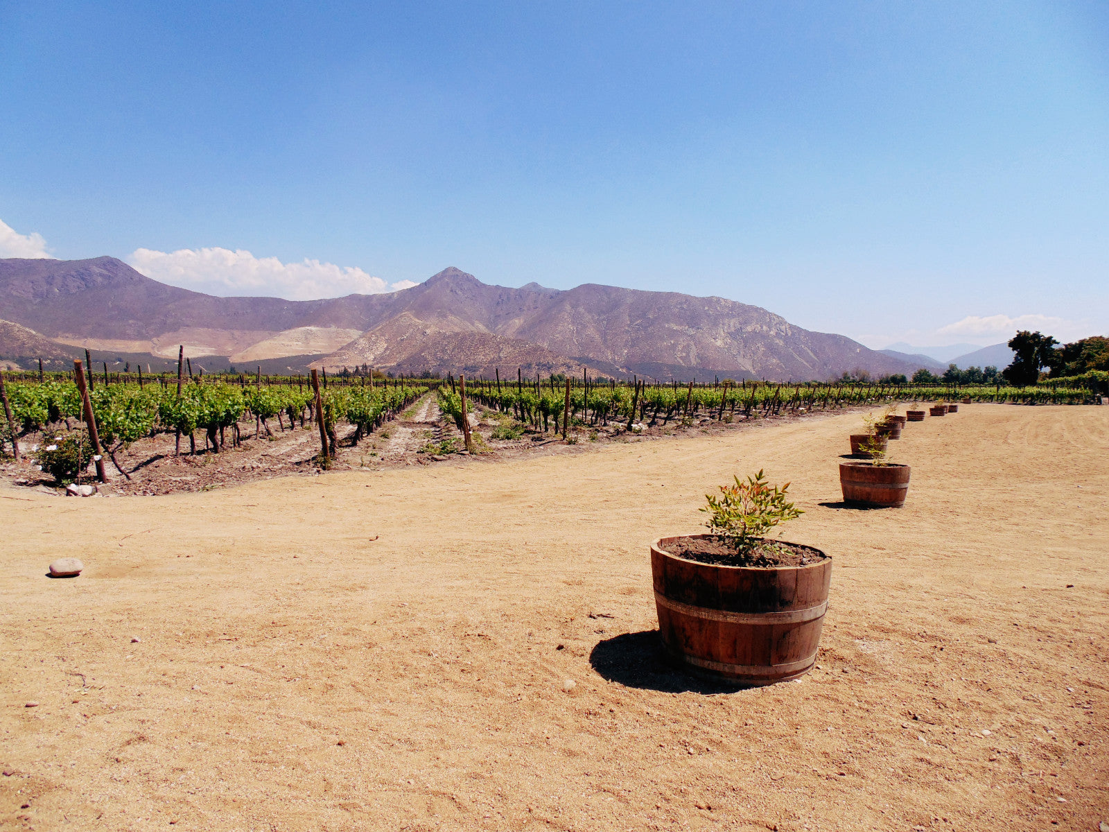Fiesta de la Vendimia Viña Sanchez de Loria