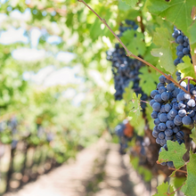 Cargar imagen en el visor de la galería, Full Tour Don Enrique